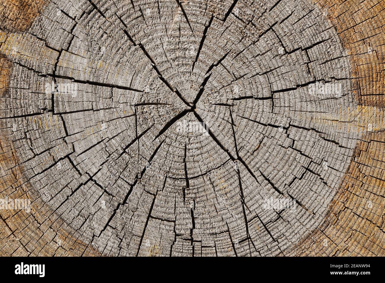 Hintergrund des Querschnitts des alten Baumstammes Stockfoto
