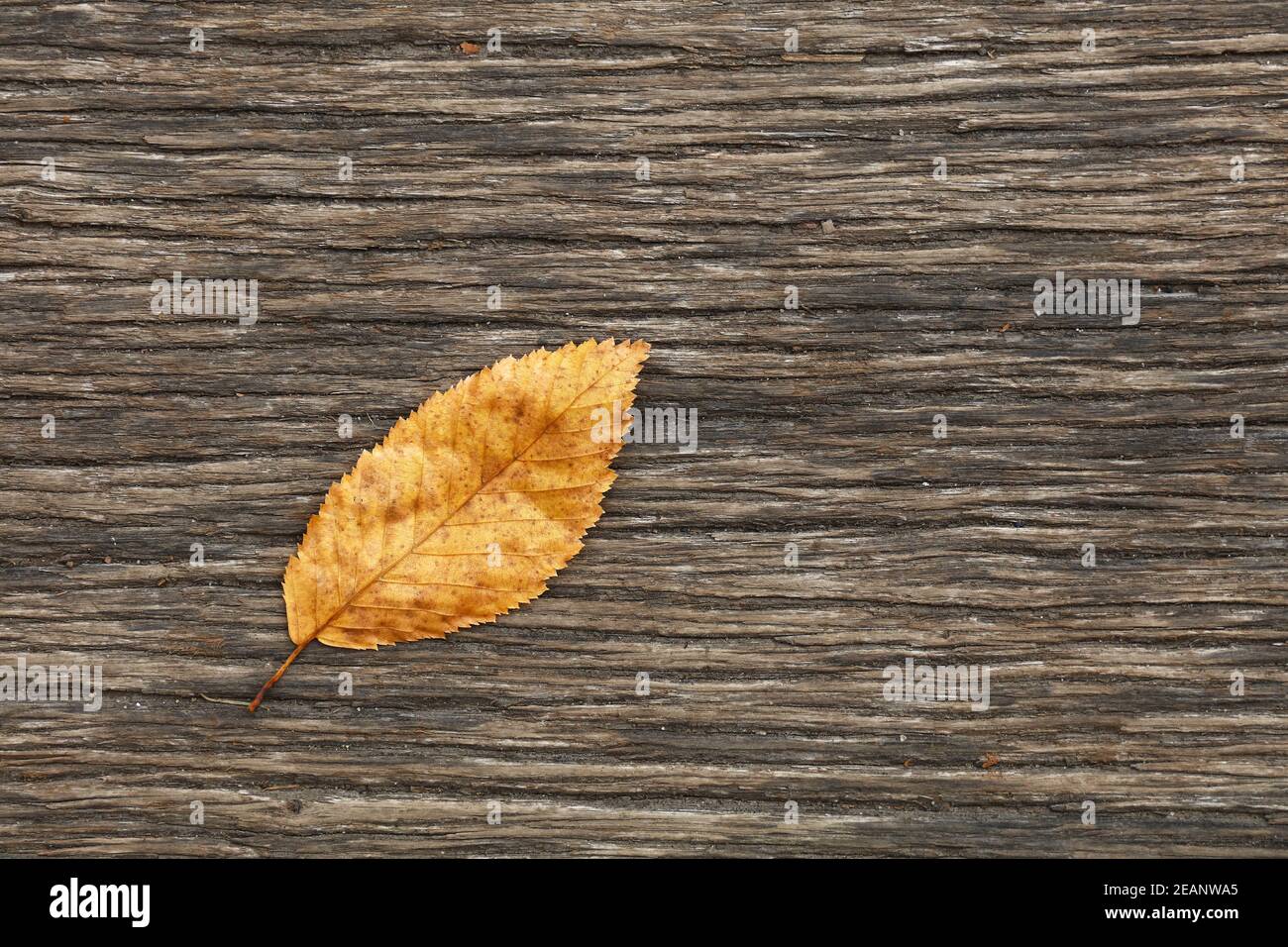 Gelbes Herbstblatt auf verwitterter Holzoberfläche Stockfoto