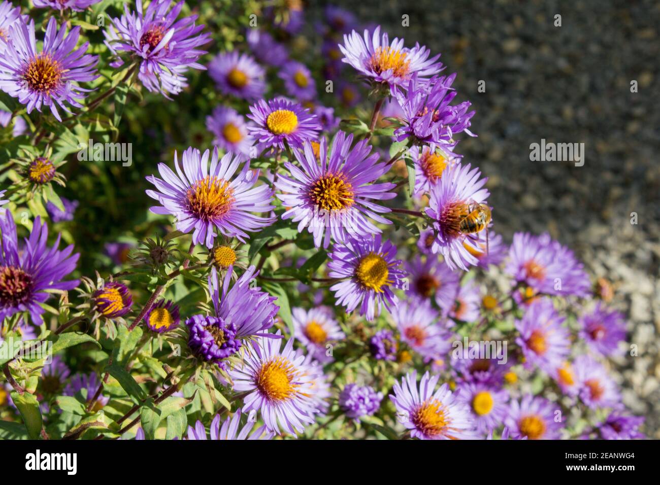 Neuer belgischer Aster (Aster novi-belgii) Gehört zur Familie der Gänseblümchen (Asteraceae) Stockfoto
