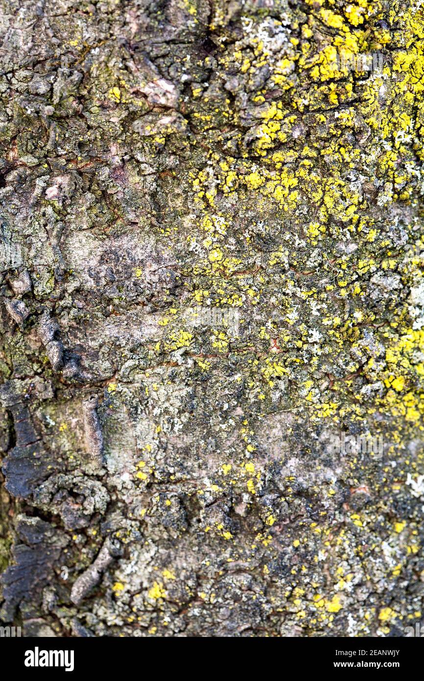Rinde des Baumes Textur hautnah Stockfoto