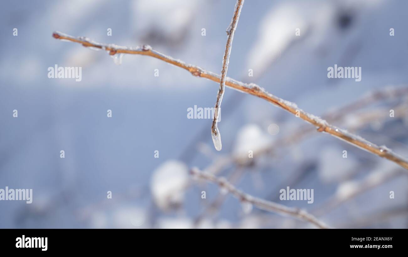 Kalte frostige Winterlandschaften mit Bäumen und gefrorenen Ästen im Winter in der Nähe von Fulda, Deutschland. Stockfoto