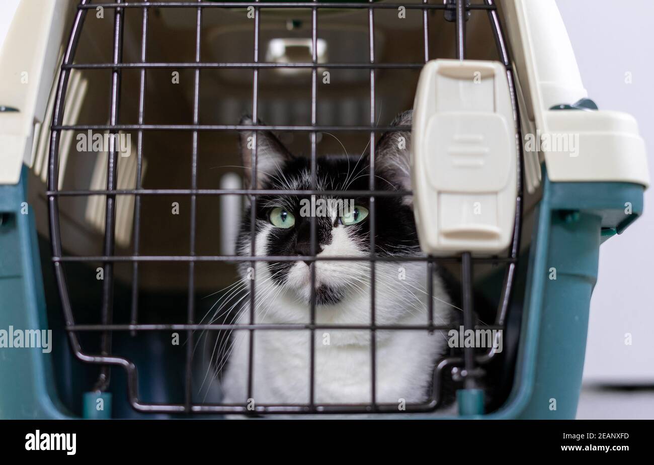 Katze Transportbox Stockfotos und -bilder Kaufen - Alamy