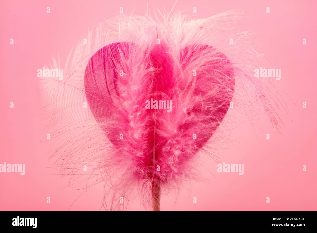 Herz mit weichen Federn Stockfoto