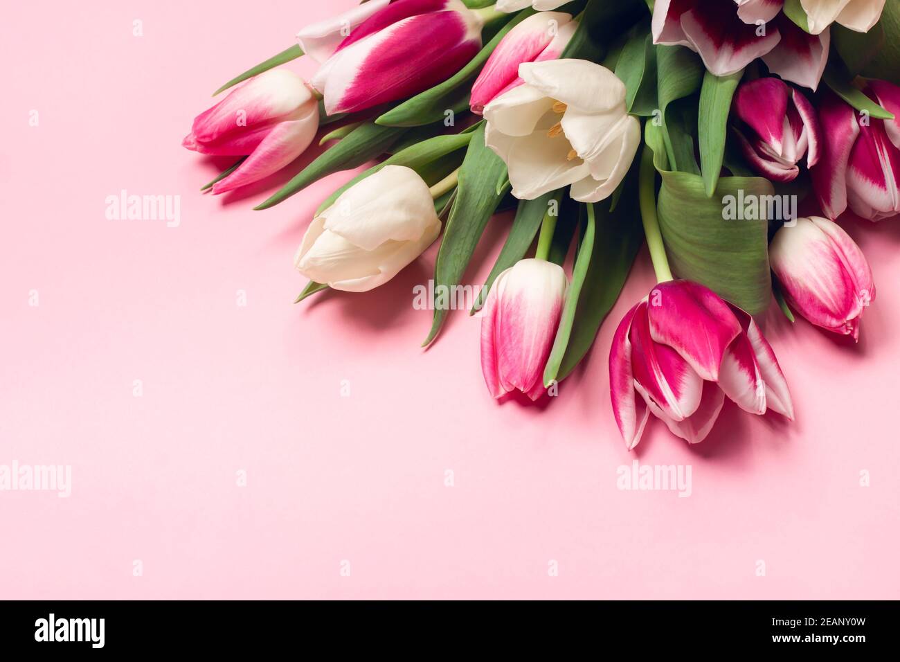 Blumenstrauß mit Tulpen in rosa und weißen Farben. Frühlings-Konzept, Frauentag, Muttertag, 8. März, die Weihnachtsgrüße. Kopierbereich, flaches Layout. Stockfoto