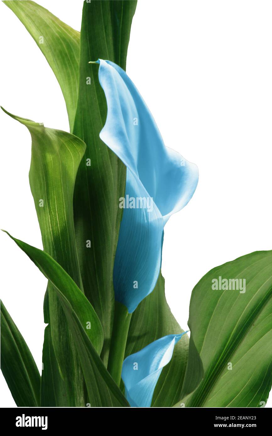 Blhende Calla (Zantedeschia aethiopica), eine schne Zimmerpflanze  Stockfotografie - Alamy