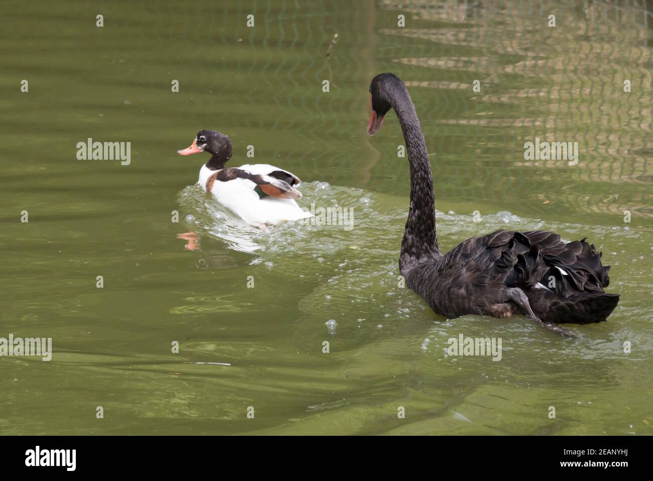 Black Swan läuft eine Ente Stockfoto