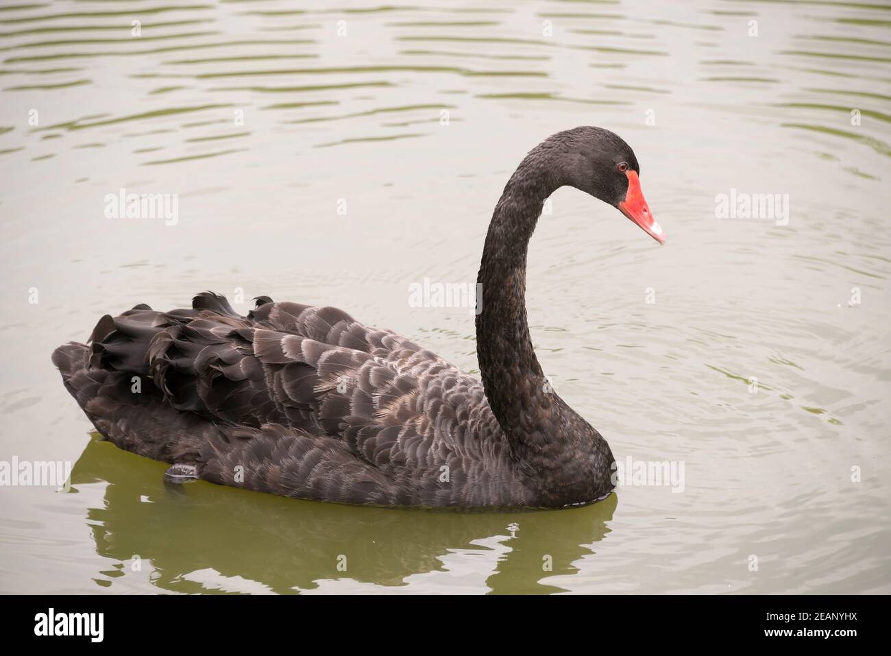 Schwarzer Schwan Stockfoto