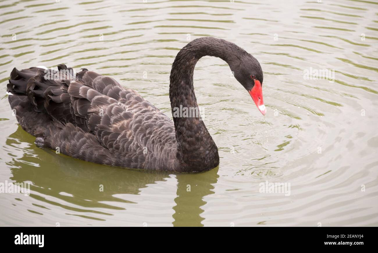 Schwarzer Schwan Stockfoto