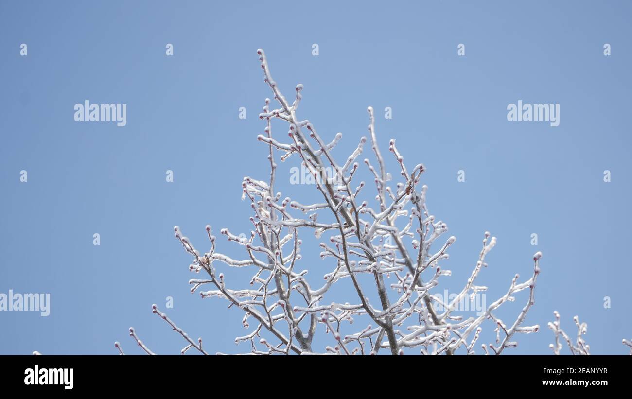 Kalte frostige Winterlandschaften mit Bäumen und gefrorenen Ästen im Winter in der Nähe von Fulda, Deutschland. Stockfoto