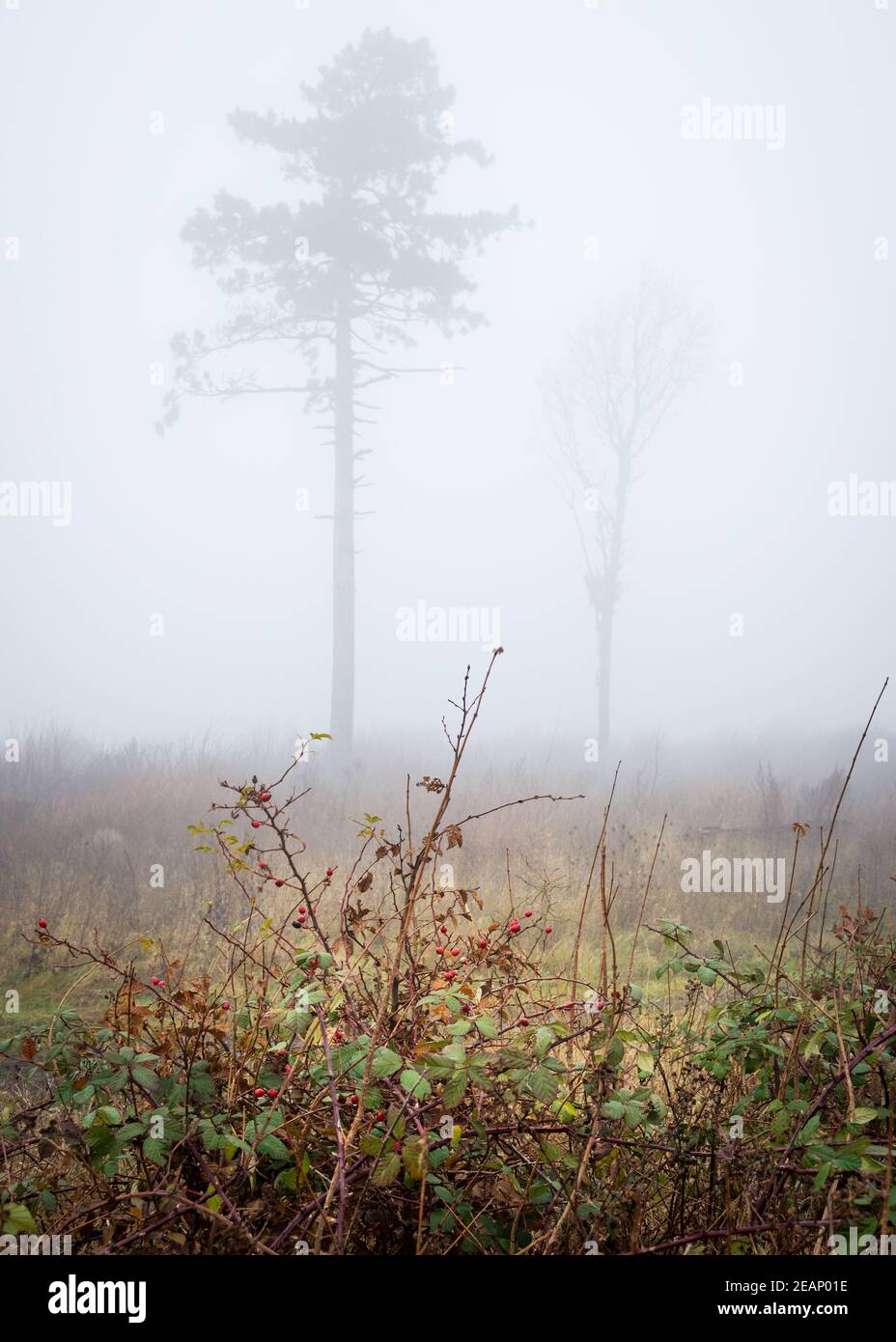 Hagebuttenbusch mit Bäumen im Nebel im Burgenland Stockfoto