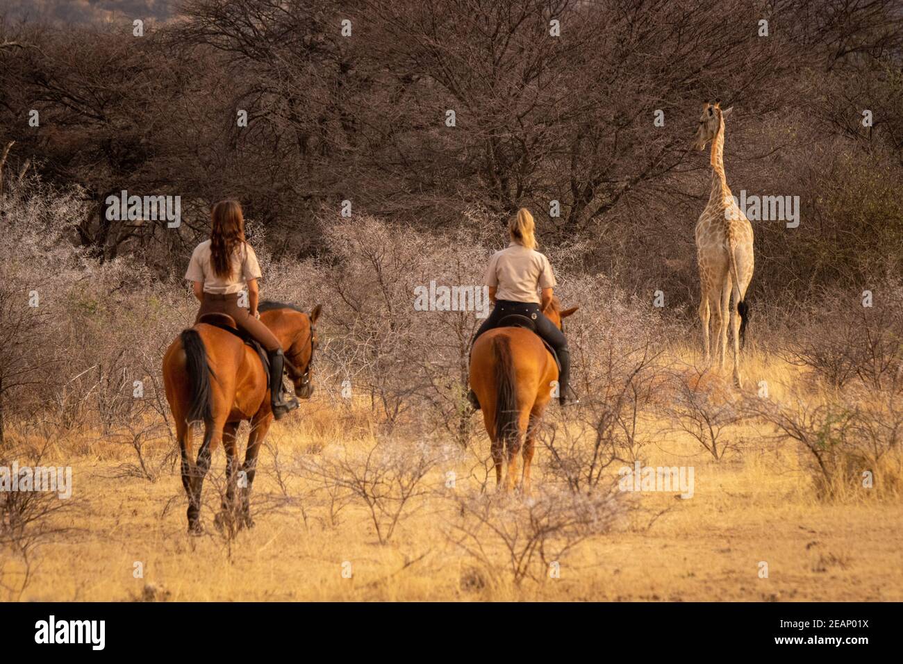 Brunette und Blondine folgenden Giraffe auf dem Pferd Stockfoto