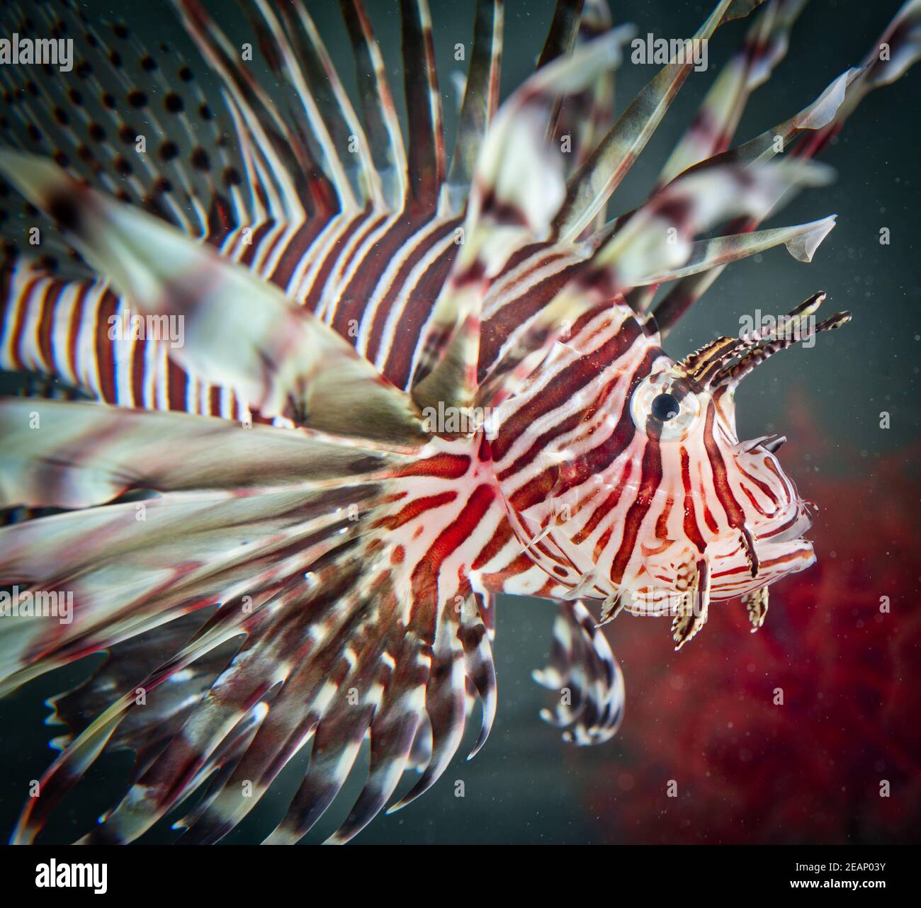 Red Lionfish Unterwasser Cayman Islands, Tier, Tierfin, Tierwelt, Tierjagd. Pterois ist eine Gattung von giftigen Fischen invasive Arten Stockfoto