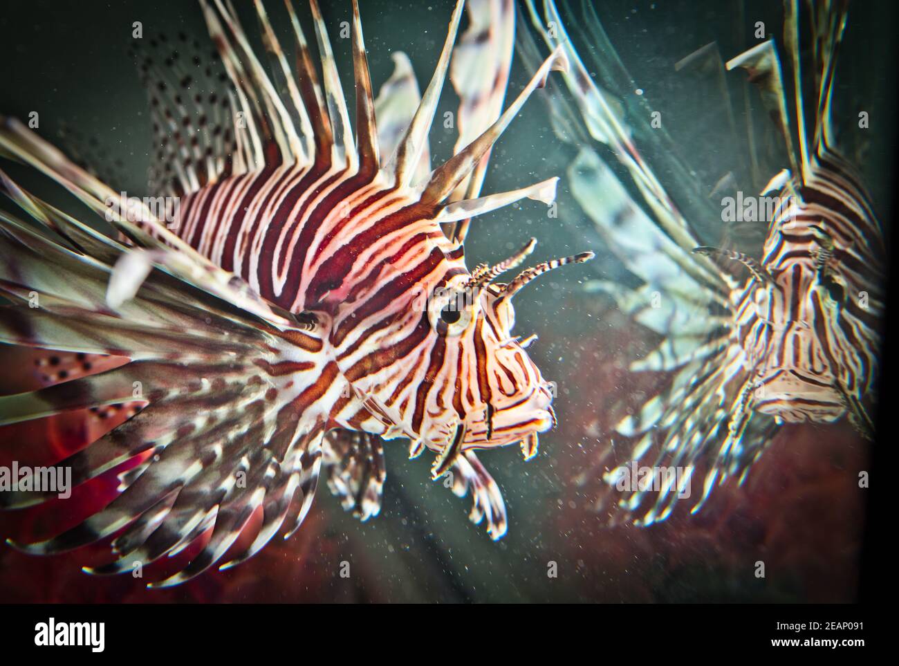 Red Lionfish Unterwasser Cayman Islands, Tier, Tierfin, Tierwelt, Tierjagd. Pterois ist eine Gattung von giftigen Fischen invasive Arten Stockfoto