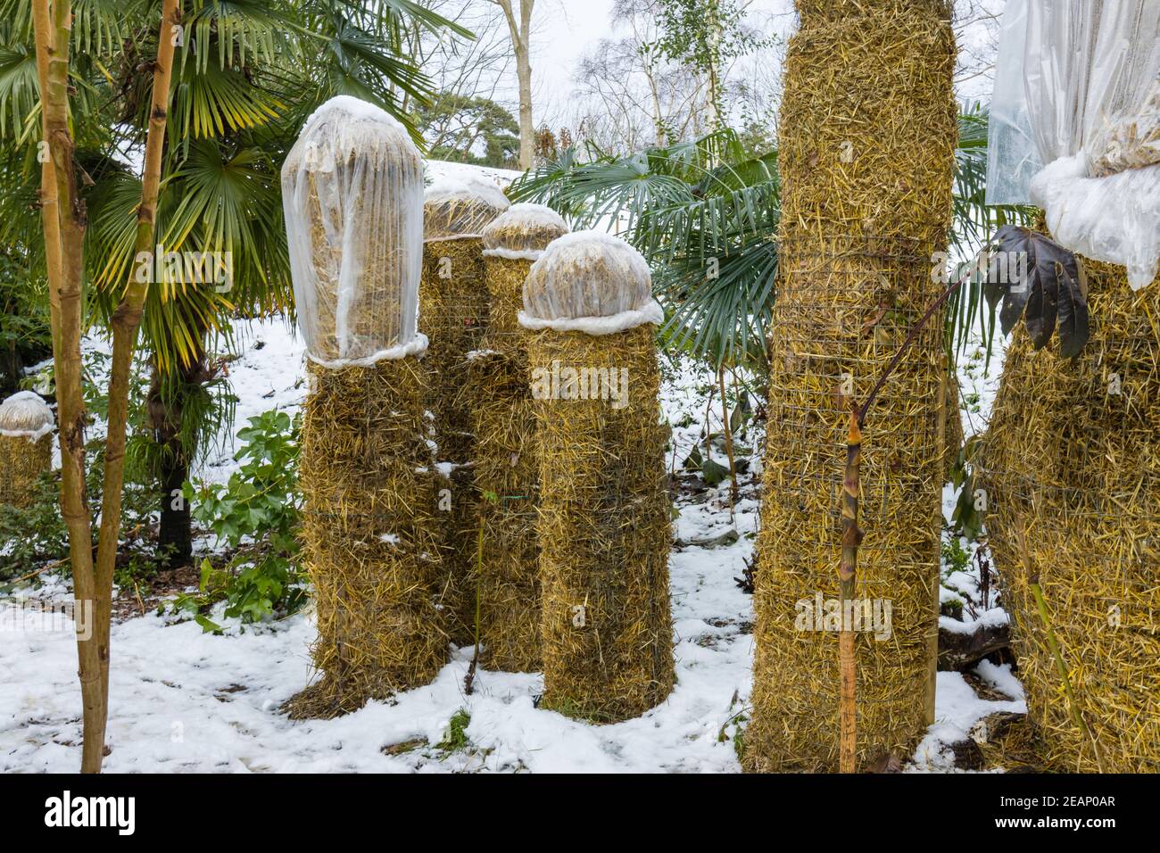Musa basjoo (japanische Banane) Pseudostiele in Stroh gewickelt zum Schutz  vor der Klte in RHS Garden, Wisley, Surrey, Sdostengland im Winter  Stockfotografie - Alamy