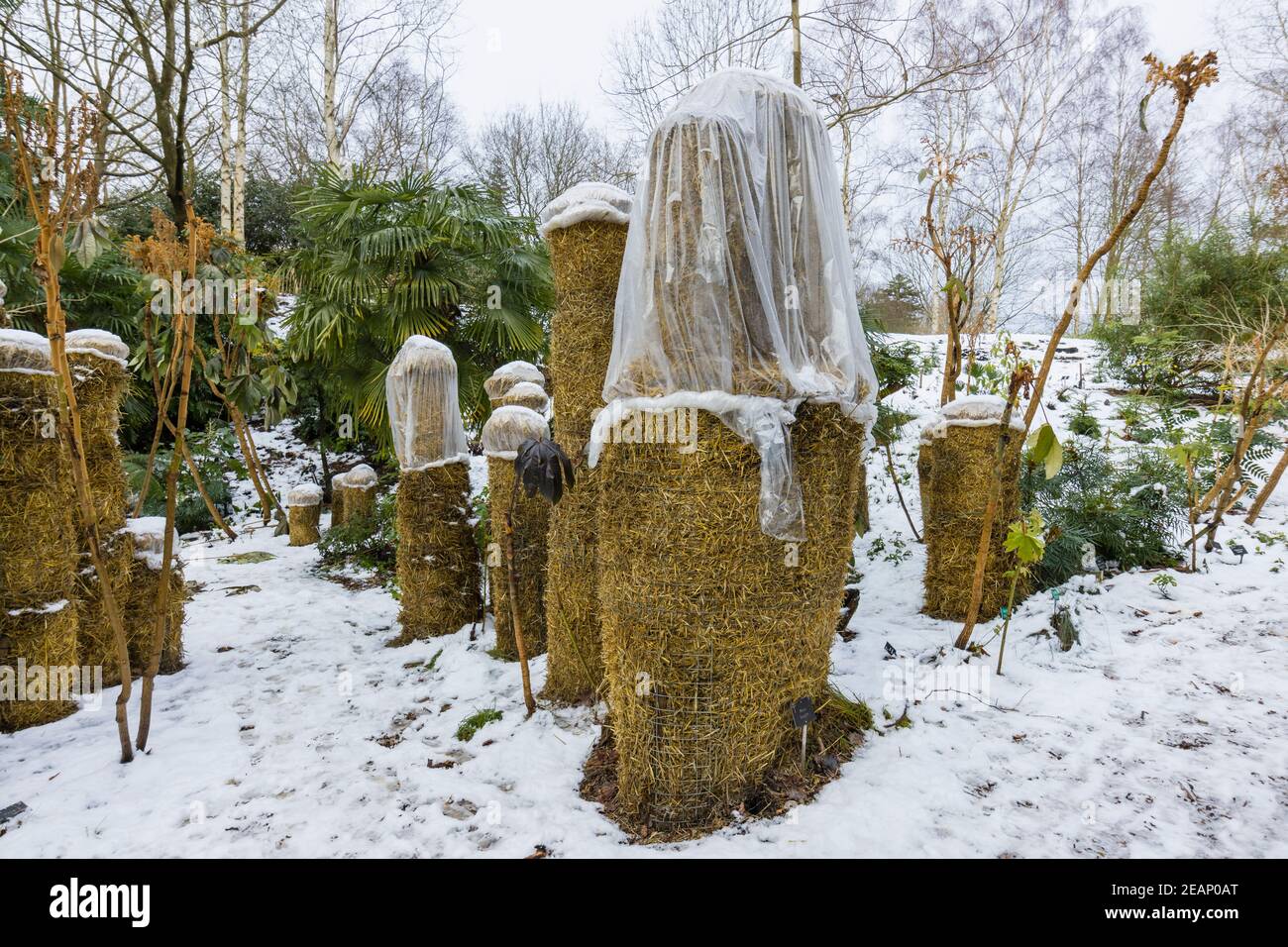Musa basjoo (japanische Banane) Pseudostiele in Stroh gewickelt zum Schutz  vor der Klte in RHS Garden, Wisley, Surrey, Sdostengland im Winter  Stockfotografie - Alamy