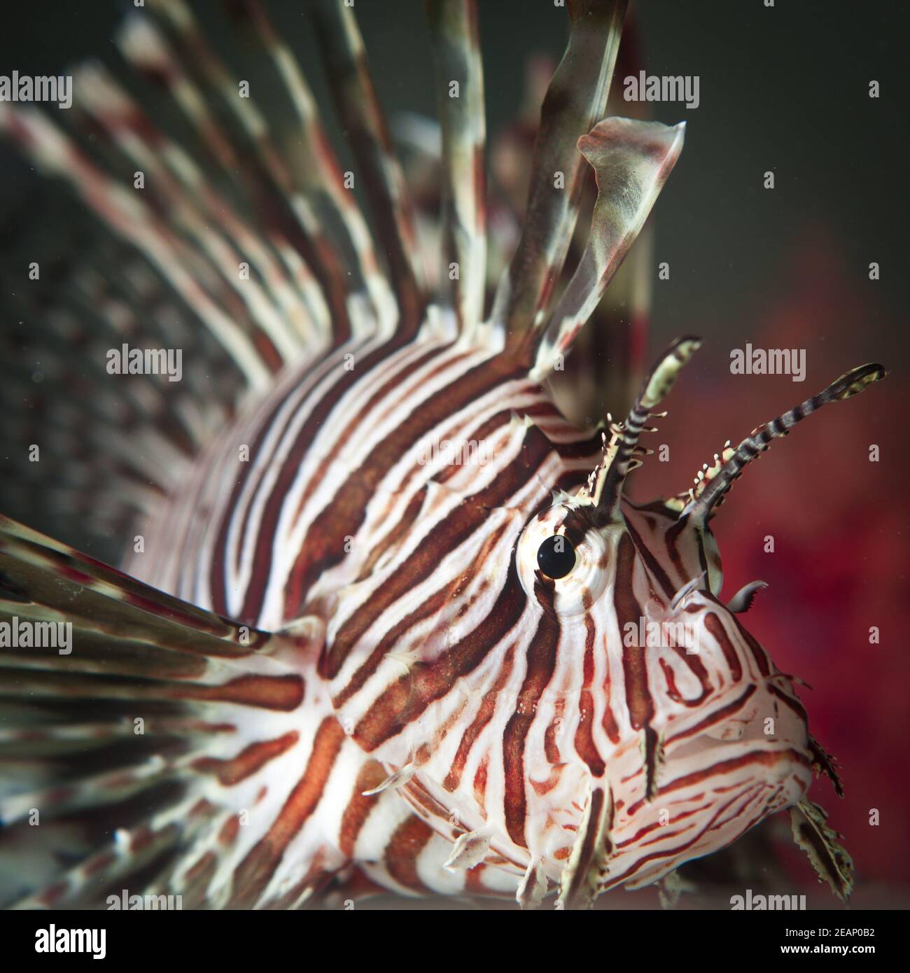 Red Lionfish Unterwasser Cayman Islands, Tier, Tierfin, Tierwelt, Tierjagd. Pterois ist eine Gattung von giftigen Fischen invasive Arten Stockfoto