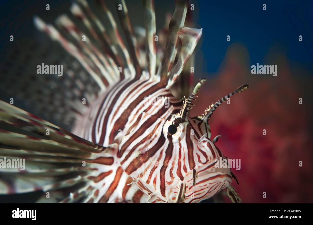 Red Lionfish Unterwasser Cayman Islands, Tier, Tierfin, Tierwelt, Tierjagd. Pterois ist eine Gattung von giftigen Fischen invasive Arten Stockfoto