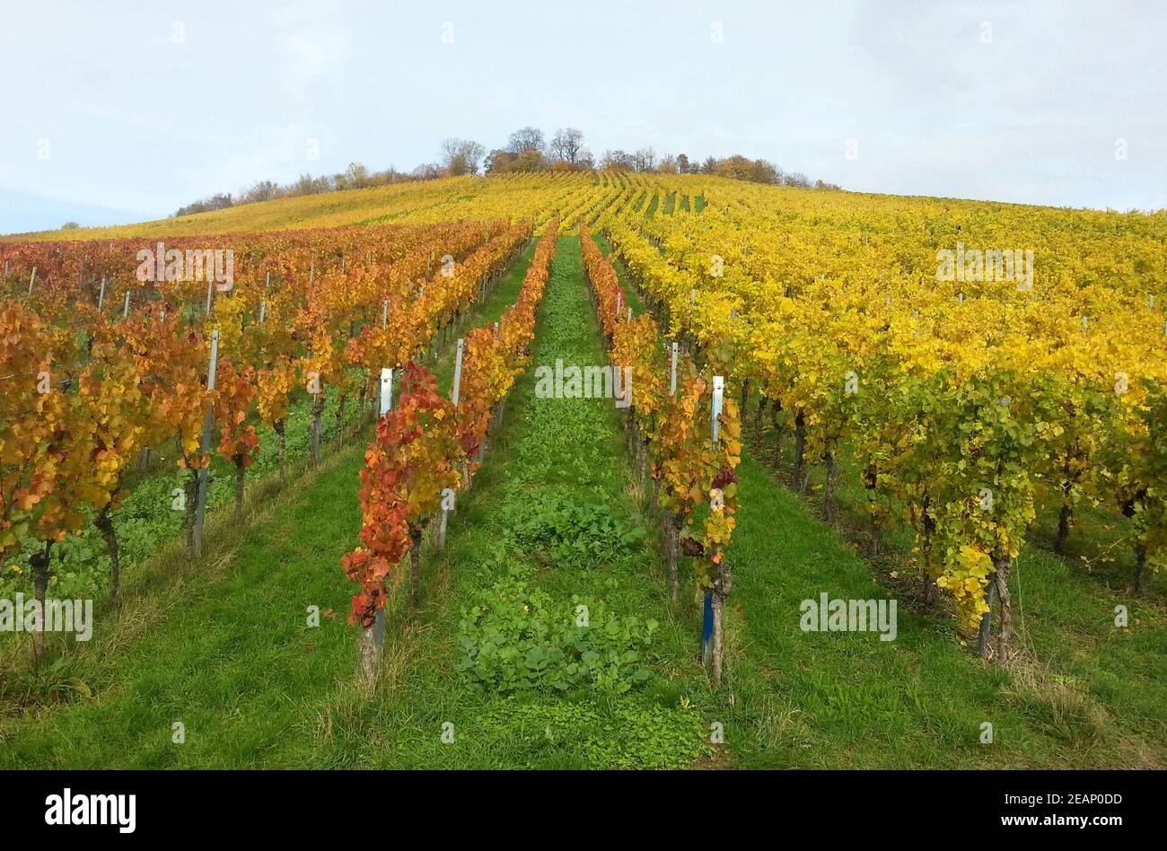 Ein weiterer Herbstspaziergang in den Weinbergen Stockfoto