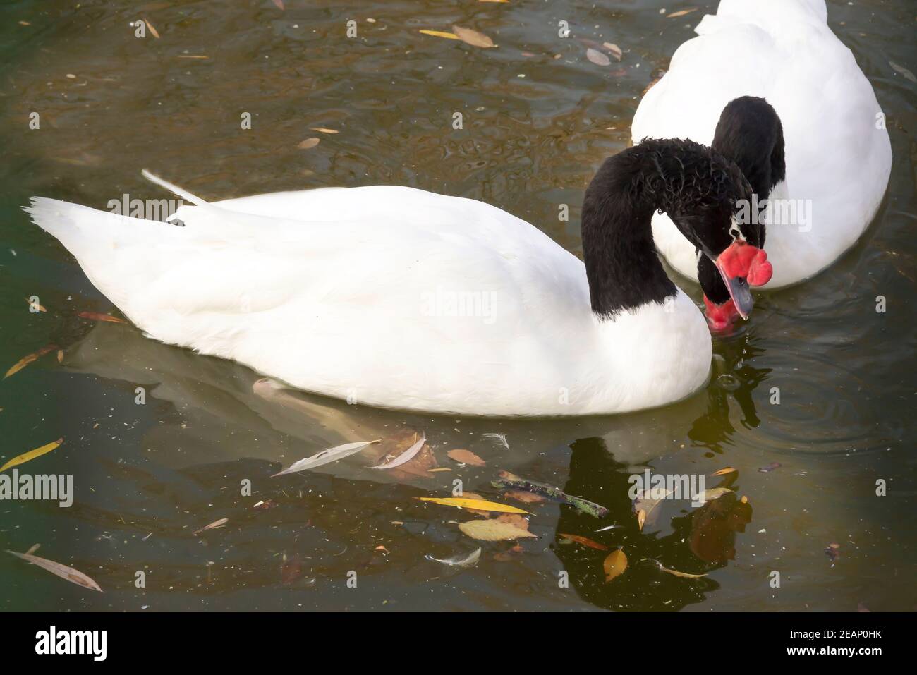 Paar schwarze Schwäne im Herbstsee Stockfoto