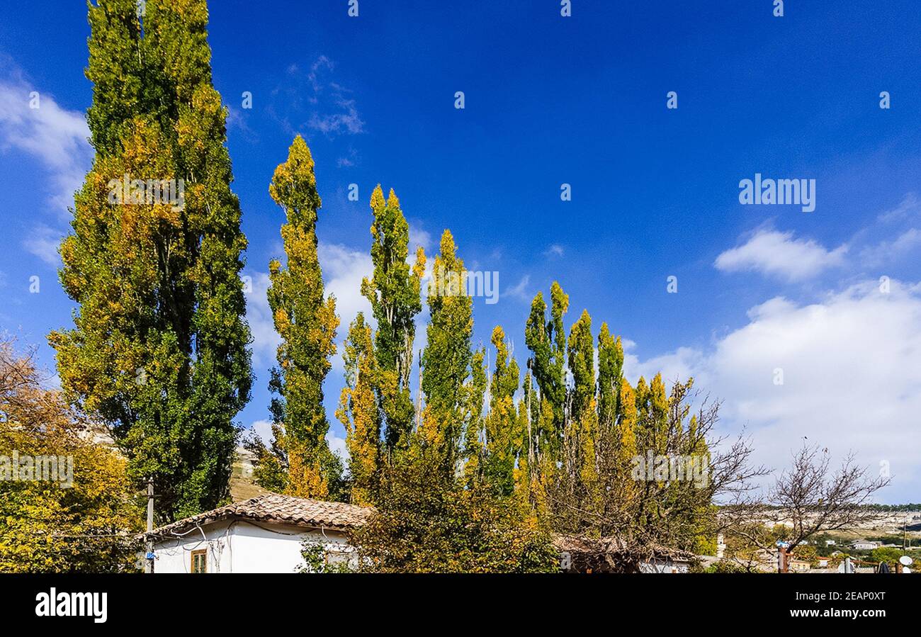 Gelbe Pyramidenpappeln im Park. Stockfoto