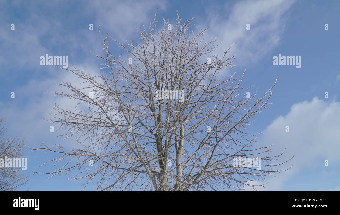 Kalte frostige Winterlandschaften mit Bäumen und gefrorenen Ästen im Winter in der Nähe von Fulda, Deutschland. Stockfoto