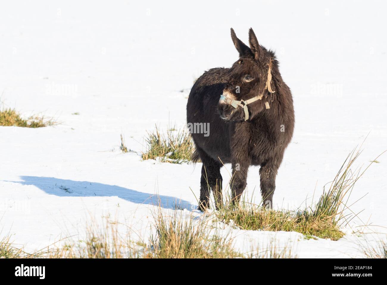 Gartness, Stirling, Schottland, Großbritannien. Februar 2021, 10th. UK Weather - ein Esel, der Gras in einem ansonsten schneebedeckten Feld frisst Kredit: Kay Roxby/Alamy Live News Stockfoto