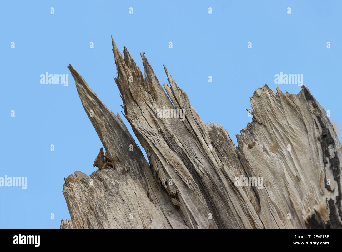 Baumstamm vom starken Wind gebrochen Stockfoto