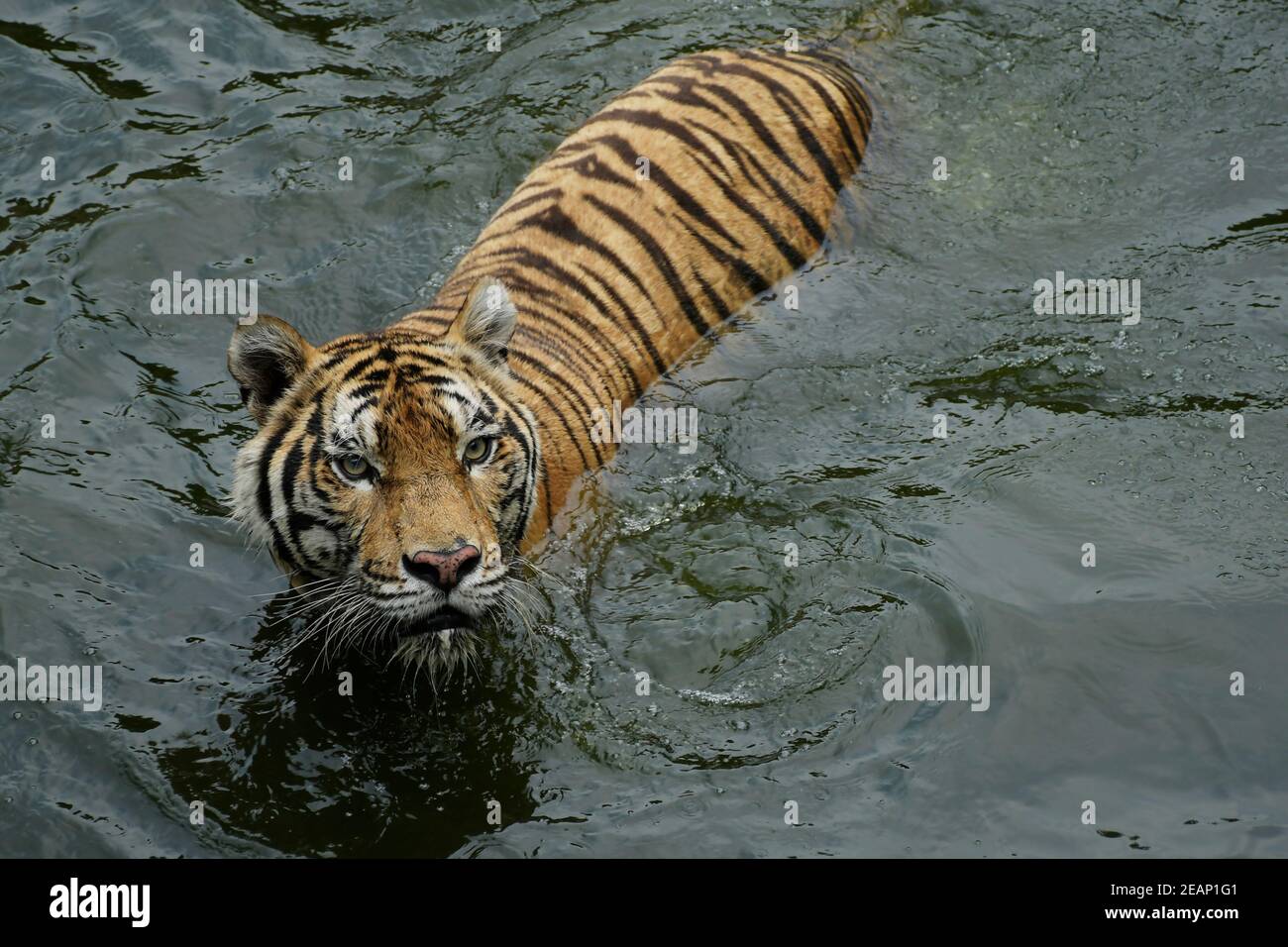 Tiger Stockfoto