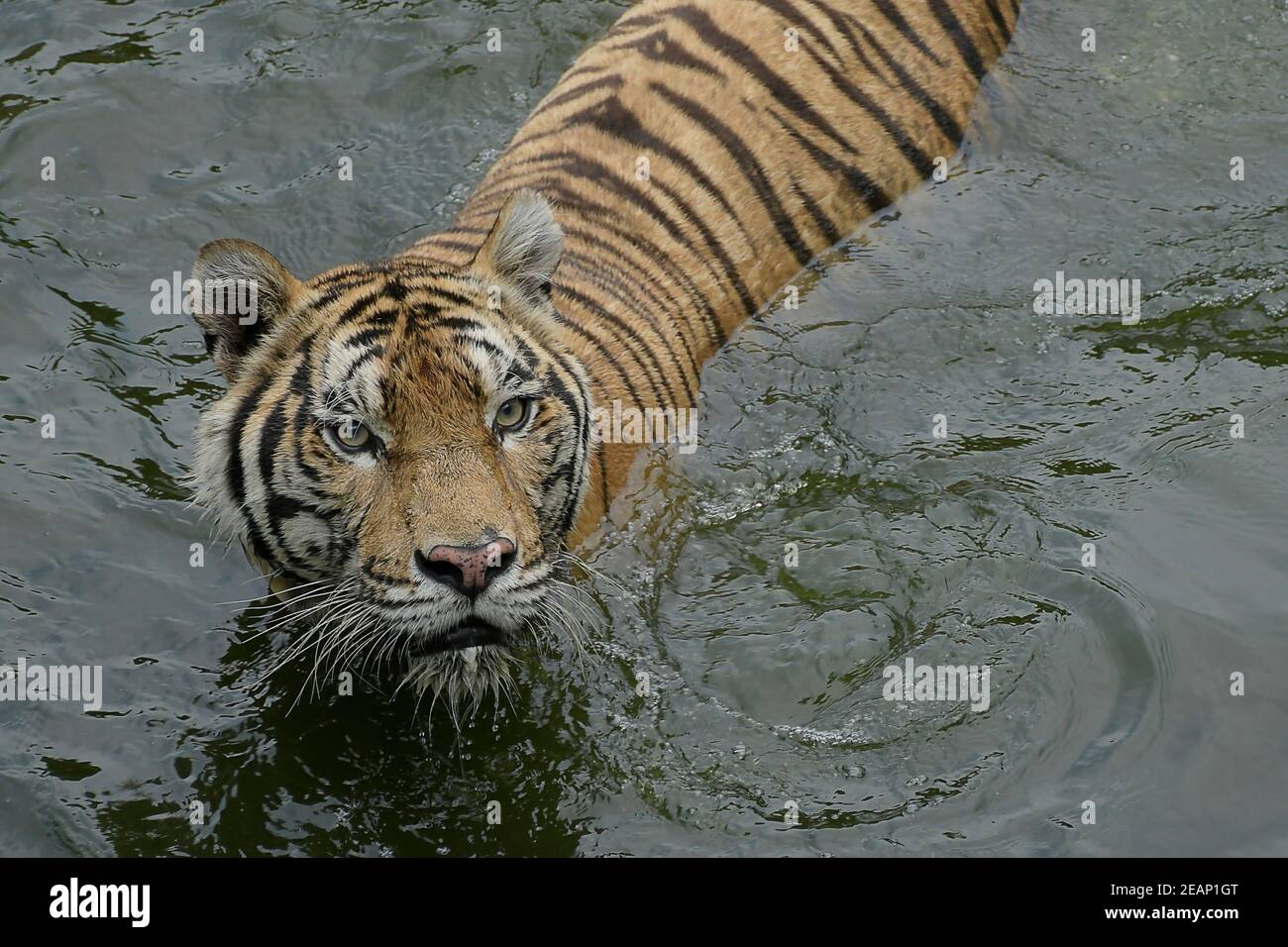 Tiger. Stockfoto