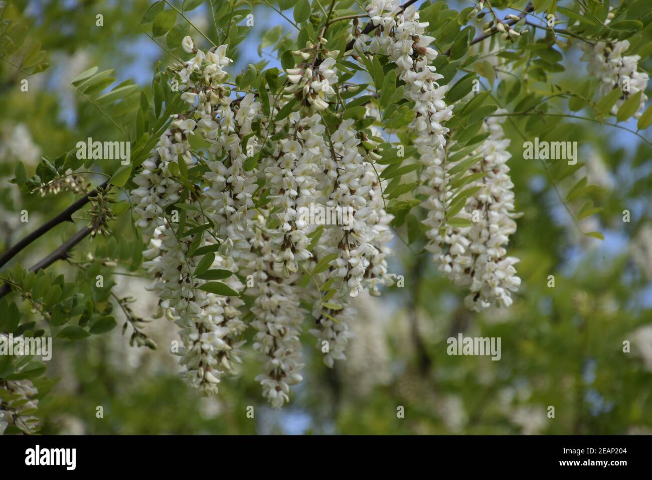 Blühende Akazien weiße Trauben Stockfoto