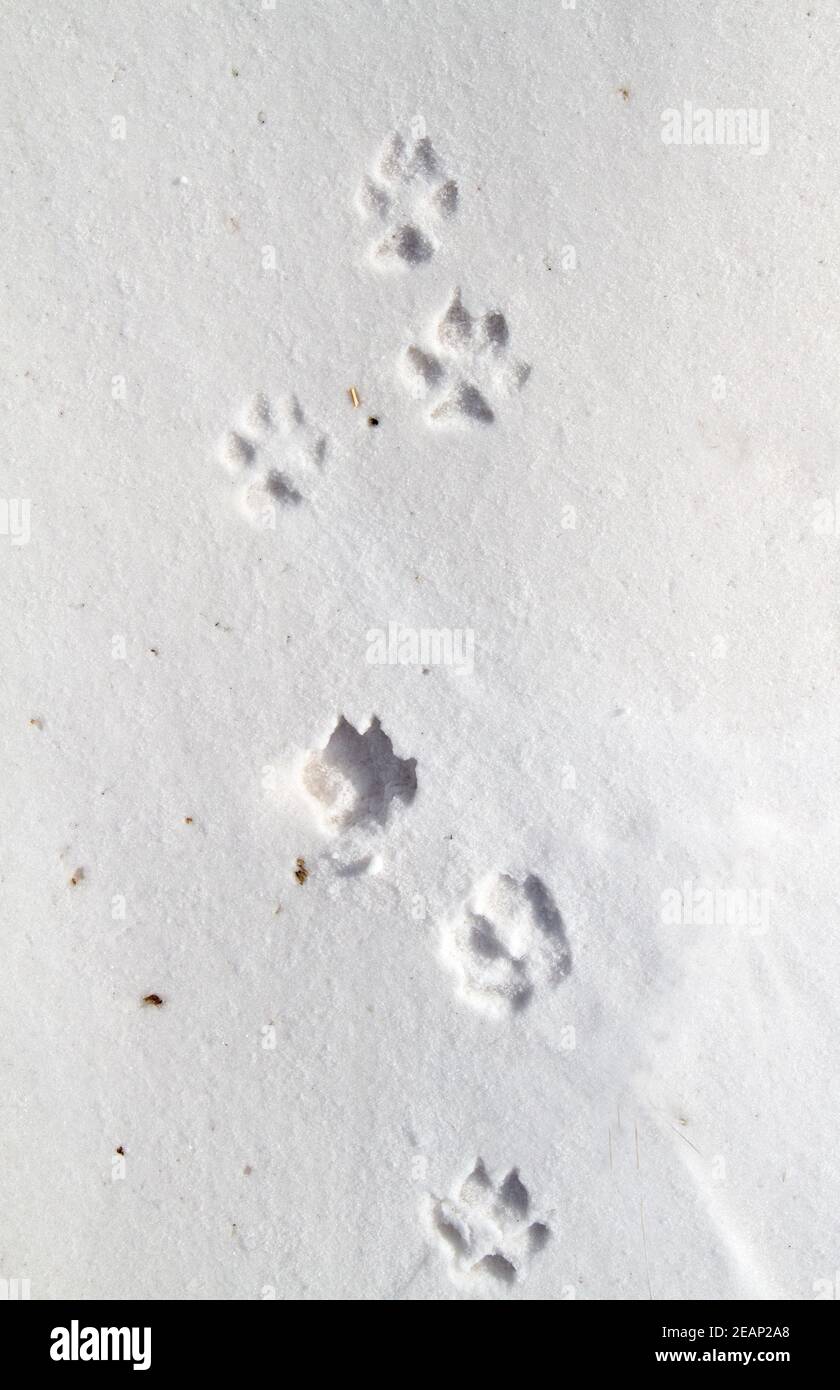 Fußabdrücke eines Rotfuchs im Schnee Stockfoto