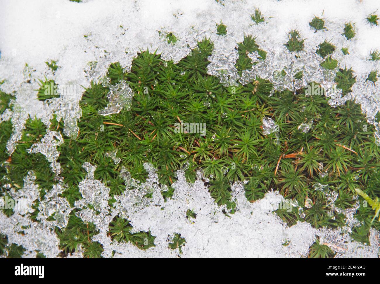 Gemeines Haarmoos, teilweise mit Schnee bedeckt Stockfoto