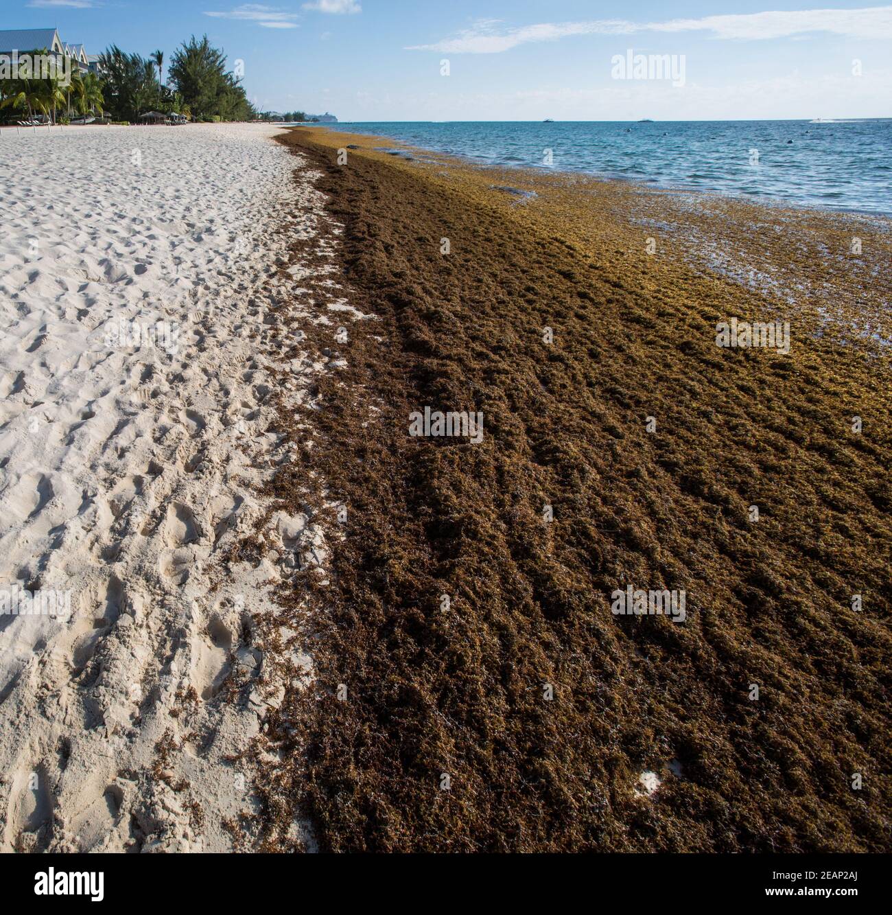 Braune Sargassum (Klasse Phaeophyceae) Algen in der Karibik Cayman