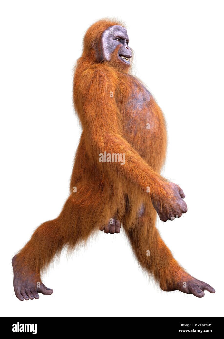 3D Orang-Utan auf Weiß gerendert Stockfoto