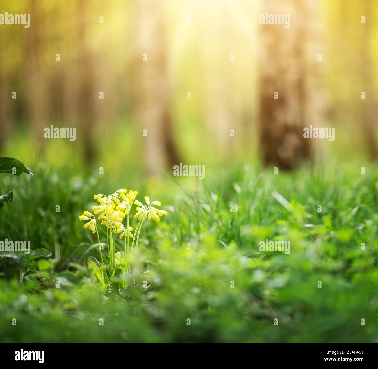 Birke Wald am Morgen Stockfoto