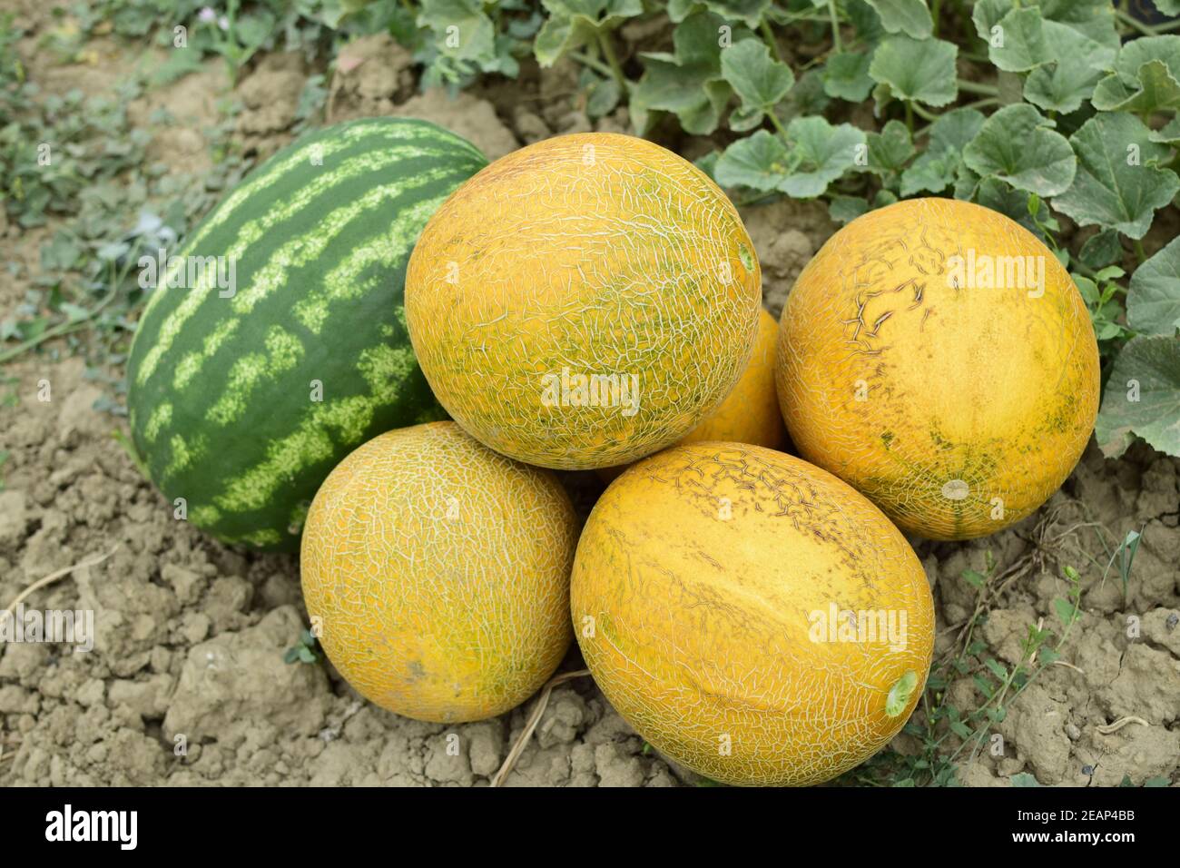 Reife Melone und Wassermelone der neuen Ernte. Stockfoto