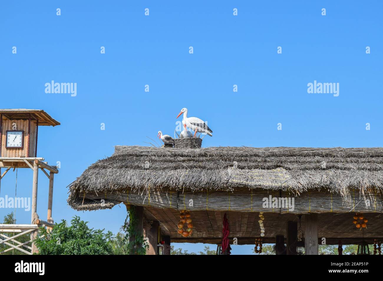 Zahlen Störche auf dem Strohdach Stockfoto