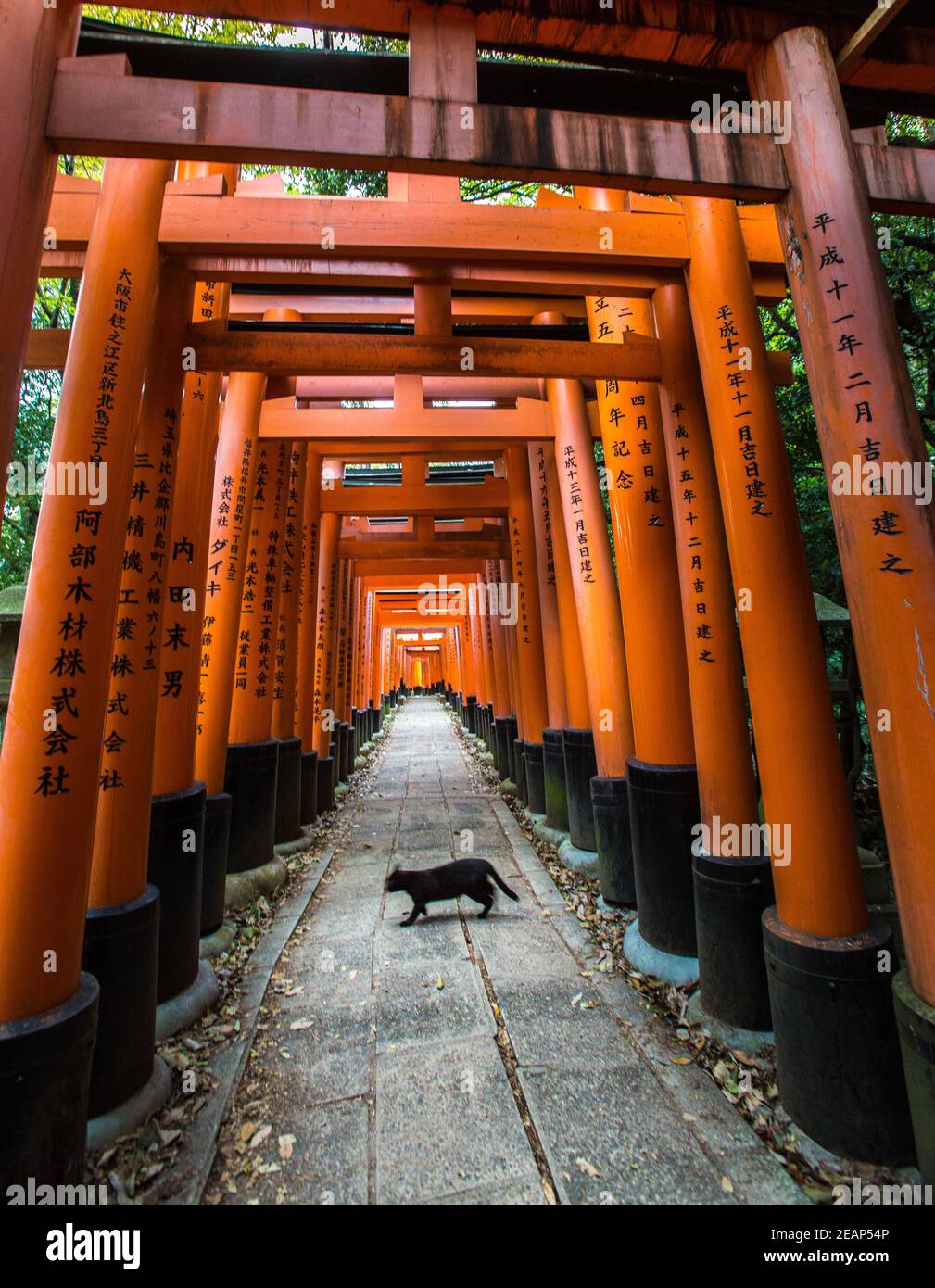 Dramatische Kyoto orange Tempel schwarze Katze überqueren Ihren Weg. Pech Gehabt. Kyoto Stadt, Kyoto Präfektur, Asien, Fushimi Inari Schrein, Inari Schrein Stockfoto