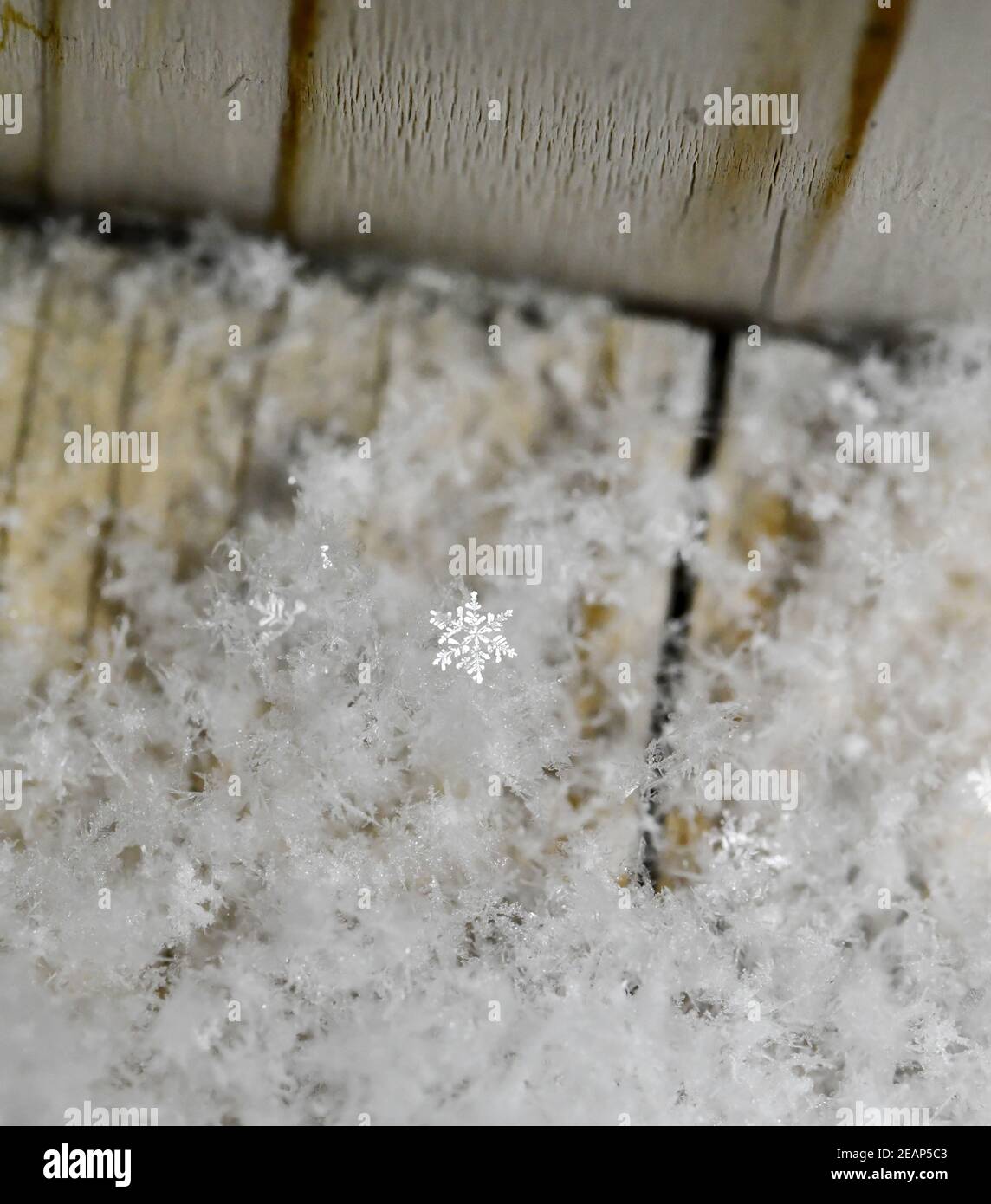 Nahaufnahme von Schneeflocke im Winter Schneesturm Stockfoto