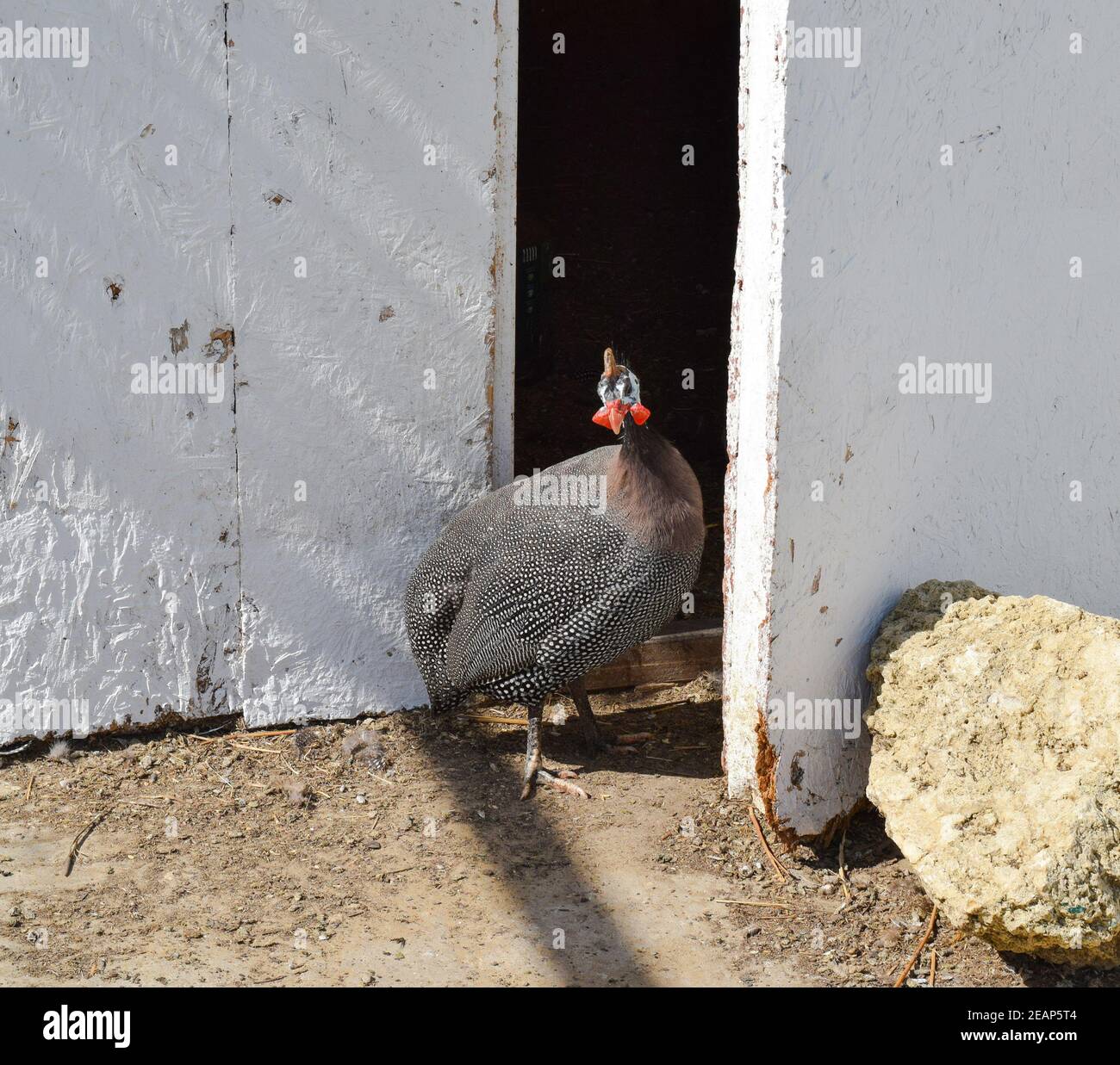 Guinea-Geflügel in einem Käfig. Der Inhalt von Meerschweinchen auf dem heimischen Bauernhof Stockfoto