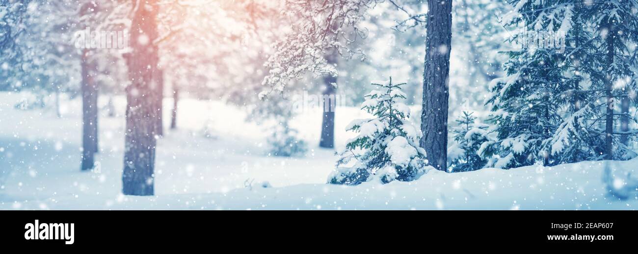 Schönen Baum im Winter Landschaft am späten Abend Stockfoto