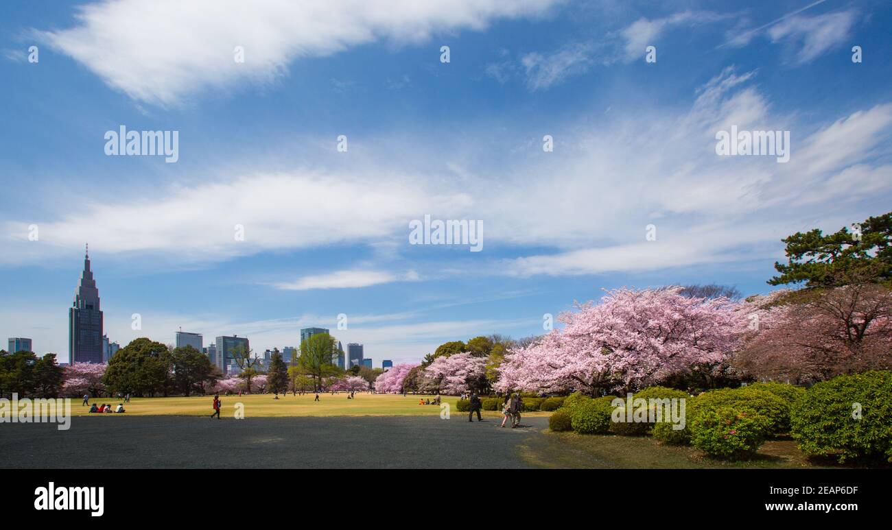 Tokio, Japan die Japaner feiern, picknicken unter den Sakura-Bäumen in voller Blüte im Frühling im Ueno-Park, die Hanami-Kirschblütenparty ist atemberaubend Stockfoto