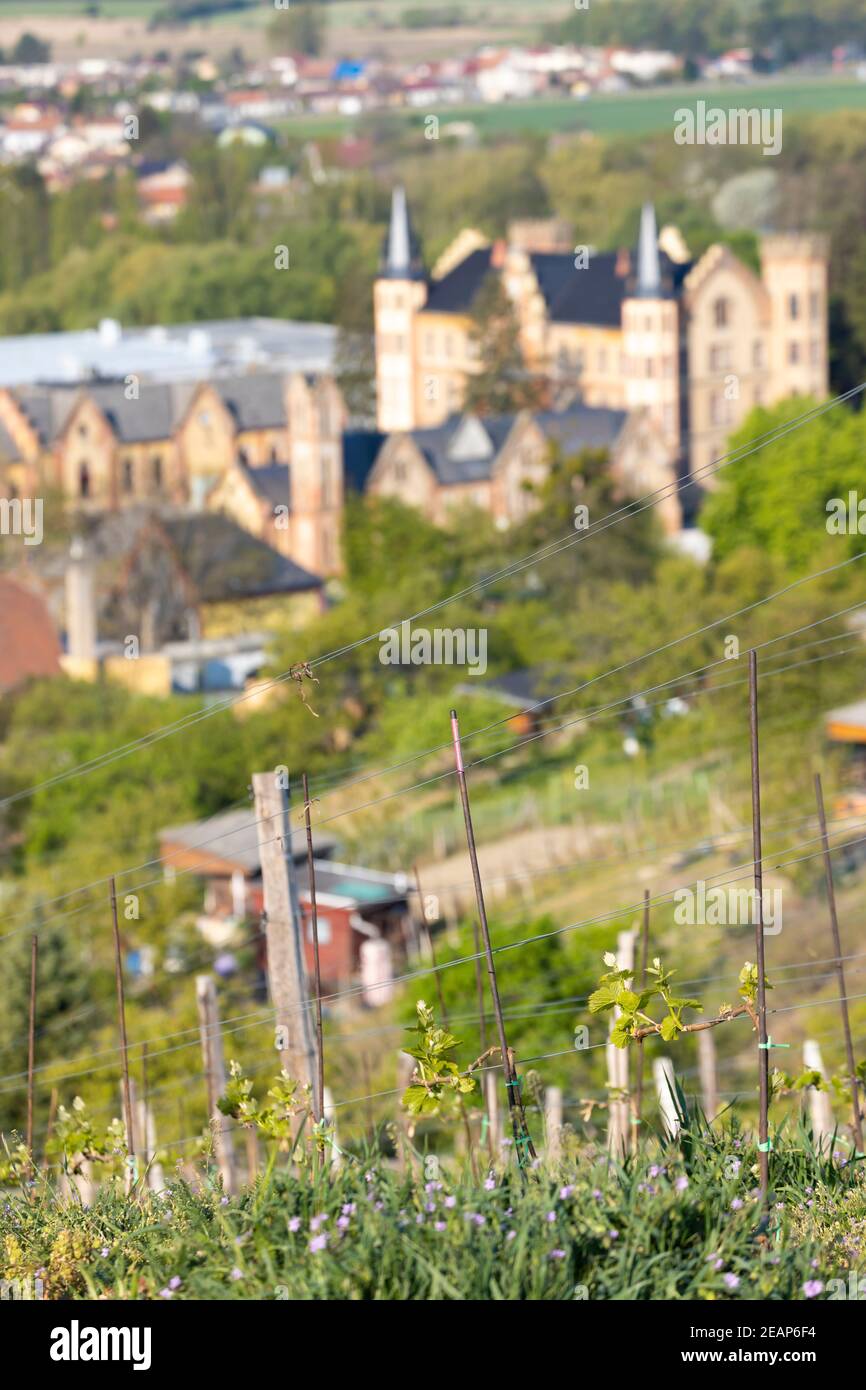 Weinberg mit Schloss Bzenec in Südmähren, Tschechische Republik Stockfoto