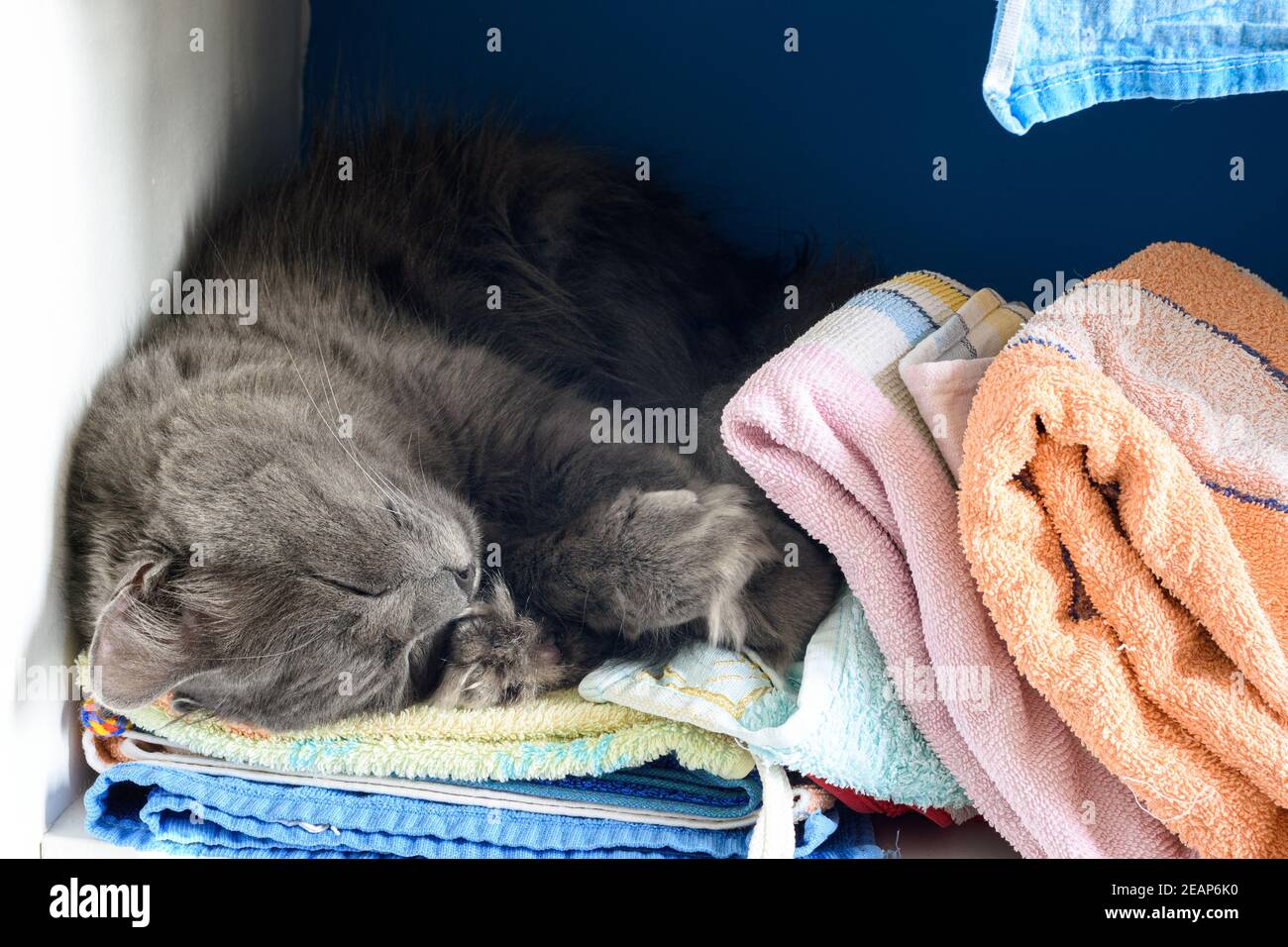 Nahaufnahme einer schlafenden Katze auf einem Regal mit Handtüchern Stockfoto