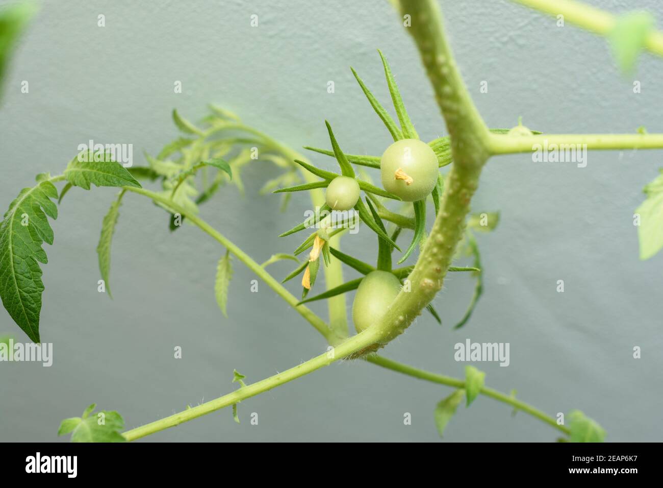 Grüne unreife Früchte von Tomaten unter der Decke, zu Hause angebaut Stockfoto