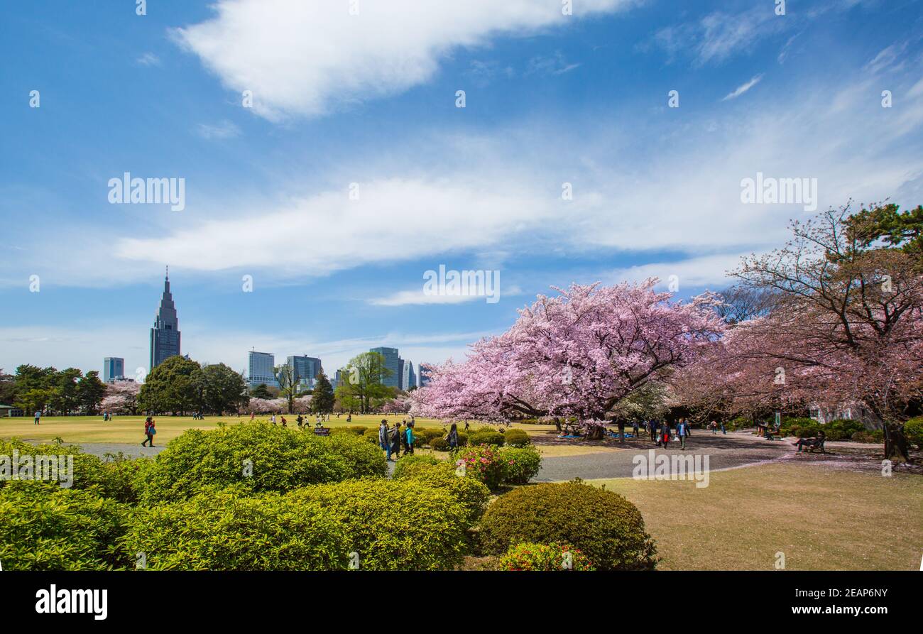 Tokio, Japan die Japaner feiern, picknicken unter den Sakura-Bäumen in voller Blüte im Frühling im Ueno-Park, die Hanami-Kirschblütenparty ist atemberaubend Stockfoto