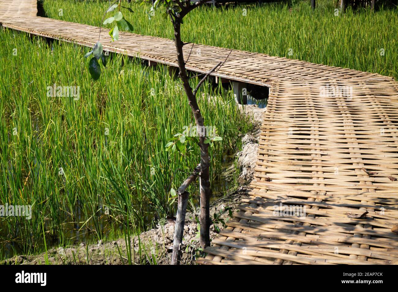 Einfacher Gehweg im Sommer Reisfeld Resort Stockfoto