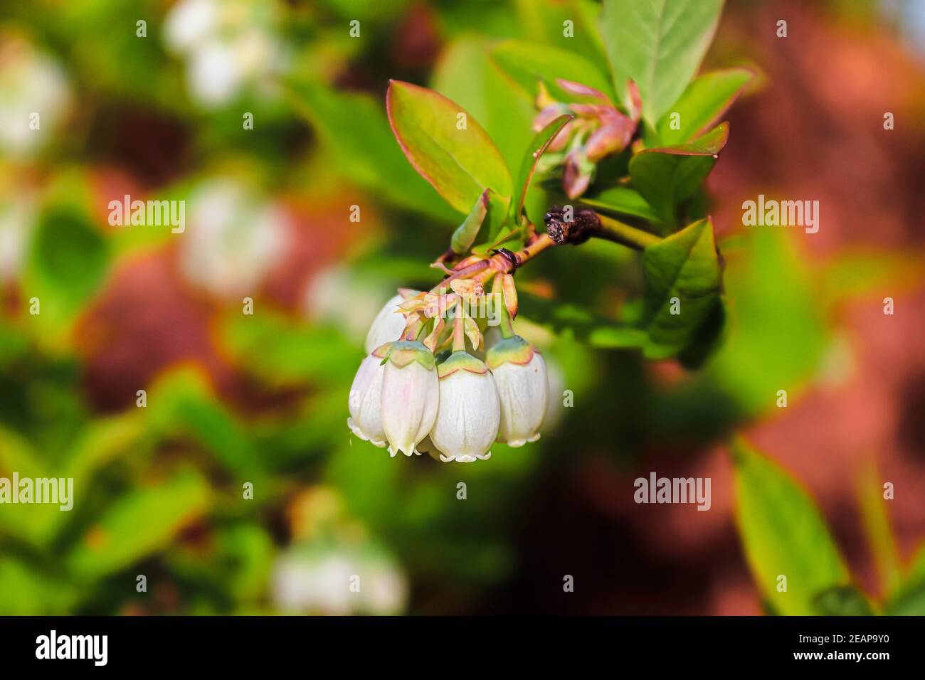 Die umgekehrten Blütencluster kommerzieller Blaubeeren Stockfoto