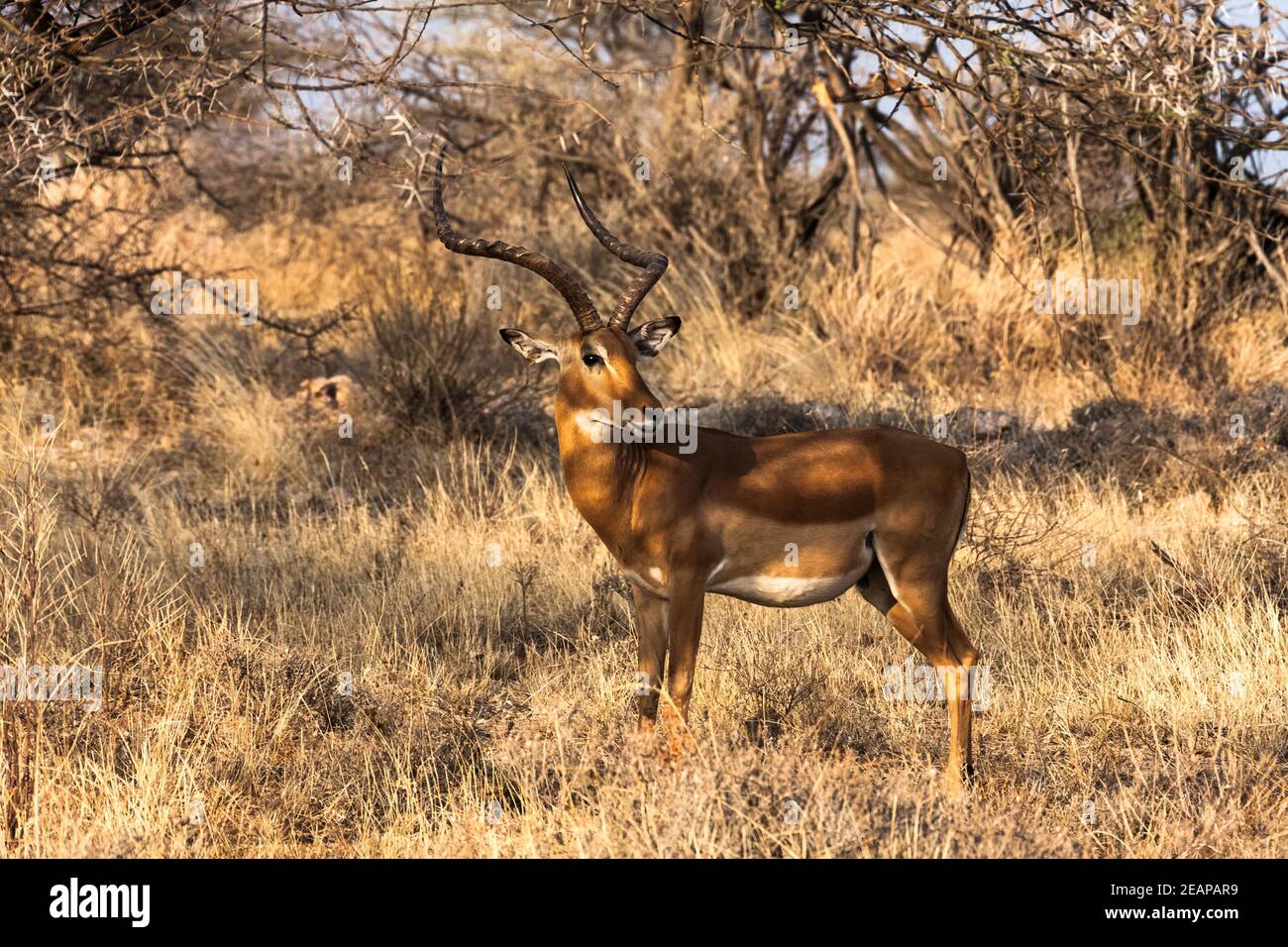 Impala hautnah. Bush der Samburu, Afrika Stockfoto