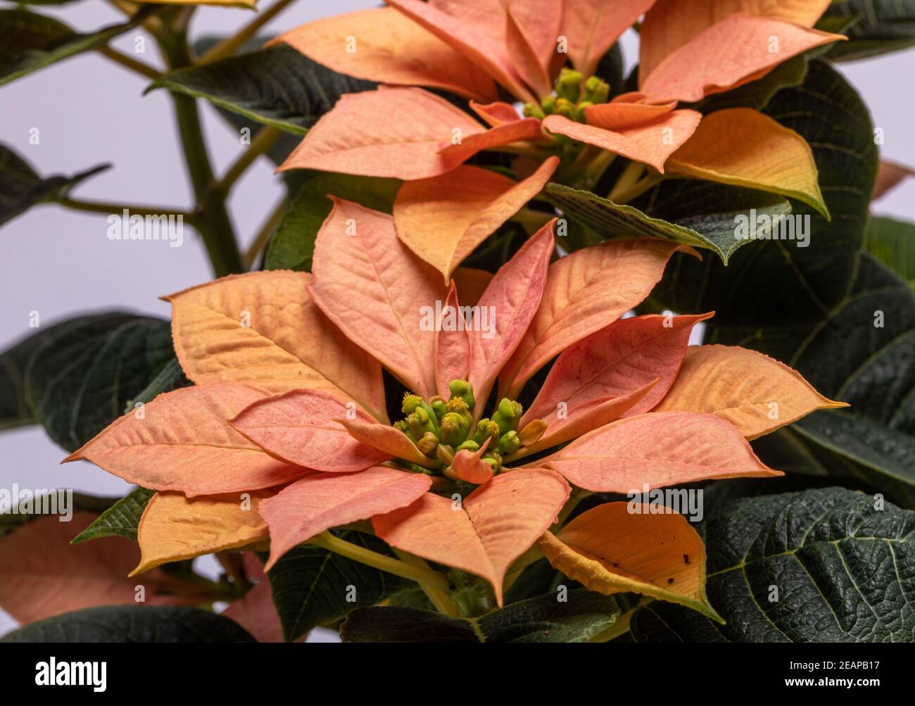 Die poinsettia orange blüht. Die Blume der Weihnachten Stockfoto